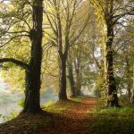 Chestnuts Autumn Morning