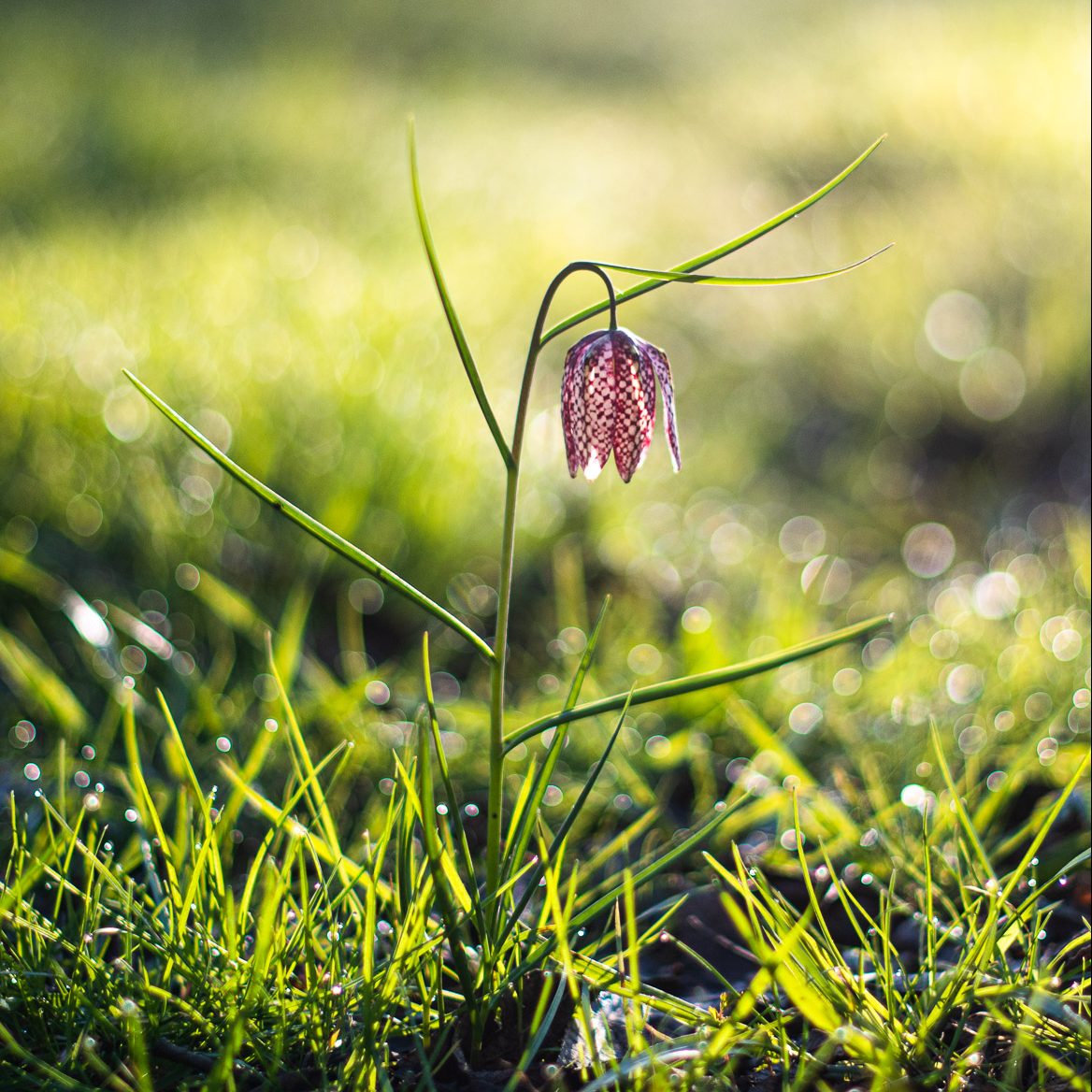 Fritillary