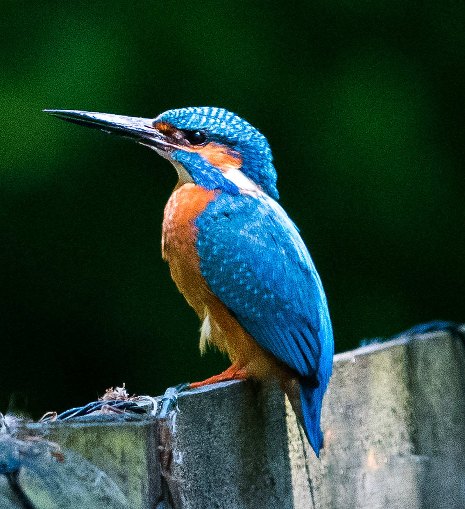 Kingfisher