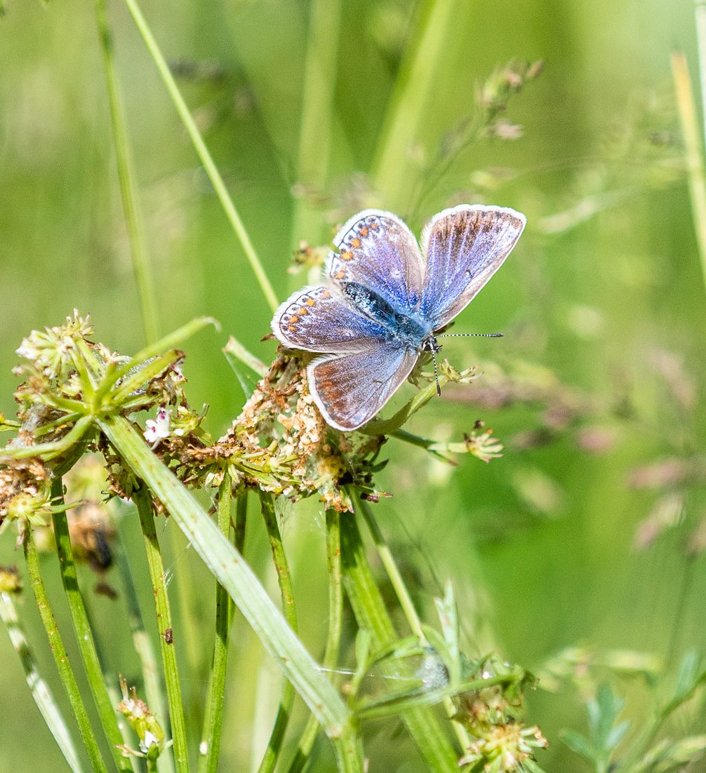 Common Blue