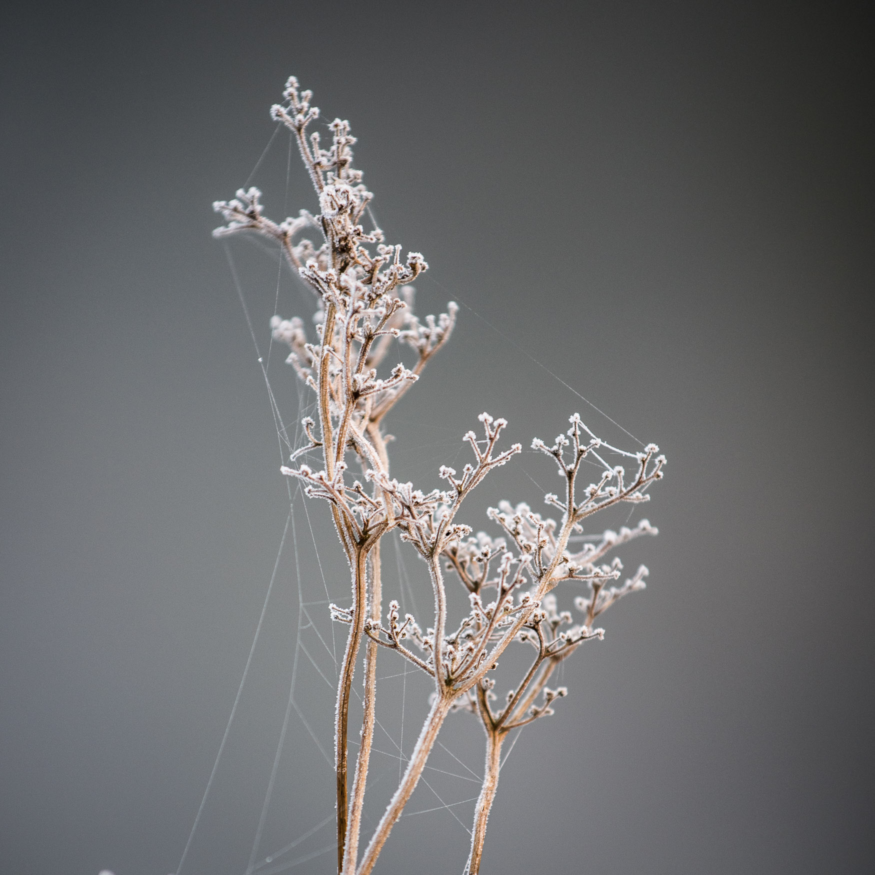 Winter Meadowsweet