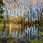 Flooded Willows