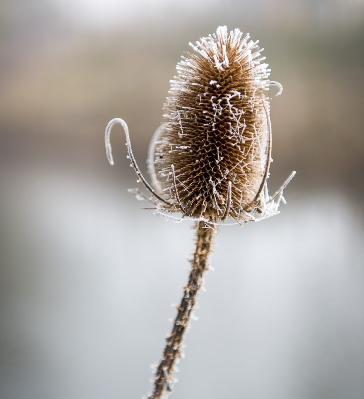 Teasel